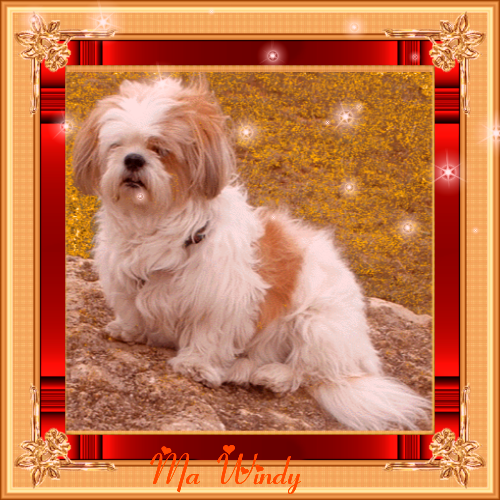 Bienvenue chez windy